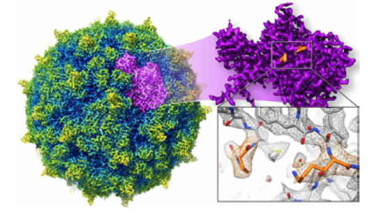 Rhinovirus atomic structure as determined by CryoEM